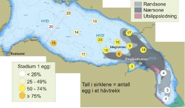 1. illustration: The gray area shows the area affected by the mining waste, and the yellow circles shows the amount of cod eggs in one netting. Theres a clear overlap between where the cod lays their eggs and the planned dumping area.