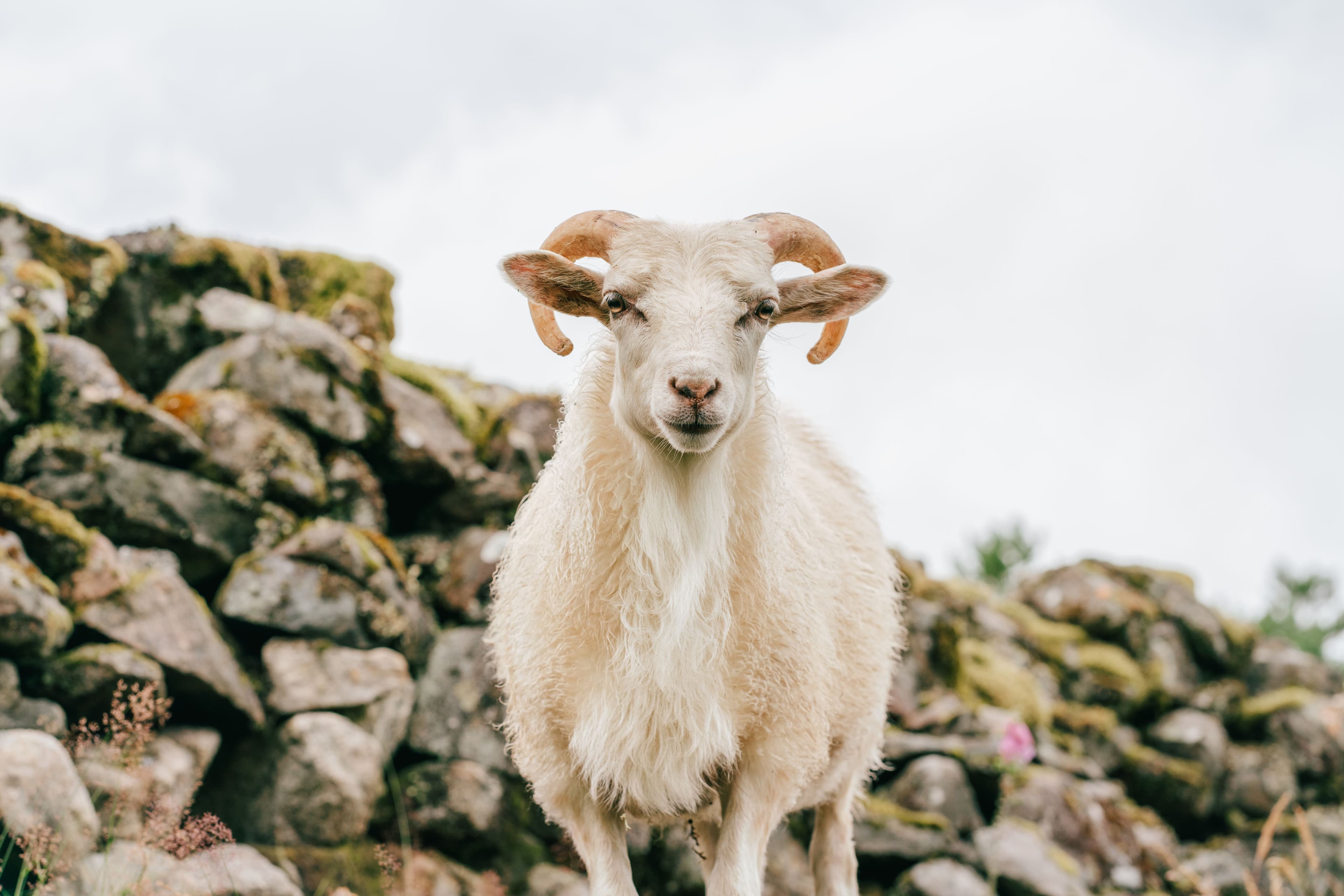 En sau foran steinhaug